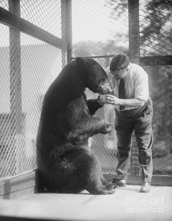 Zoo Keeper Feeding A Bear Photograph by Bettmann