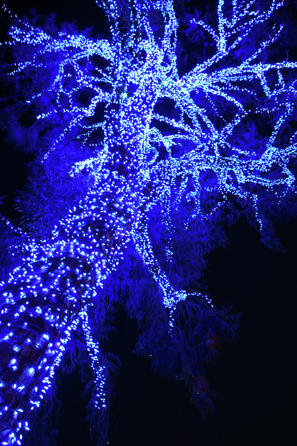  Tree in Blue Light Photograph by Catherine Walters