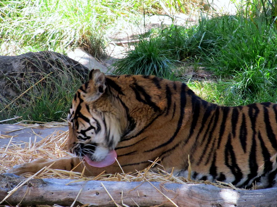 Zoo Tiger Photograph by Richard Thomas