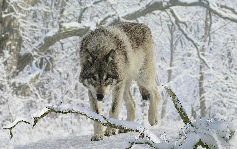 Wolves Photograph - Zoo Wolf 03 by Gordon Semmens