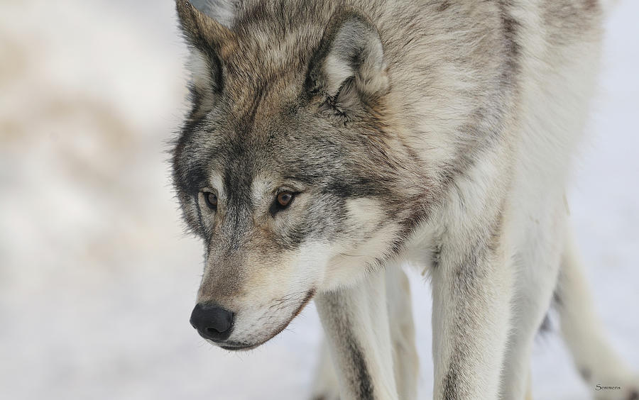 Wolves Photograph - Zoo Wolf 07 by Gordon Semmens