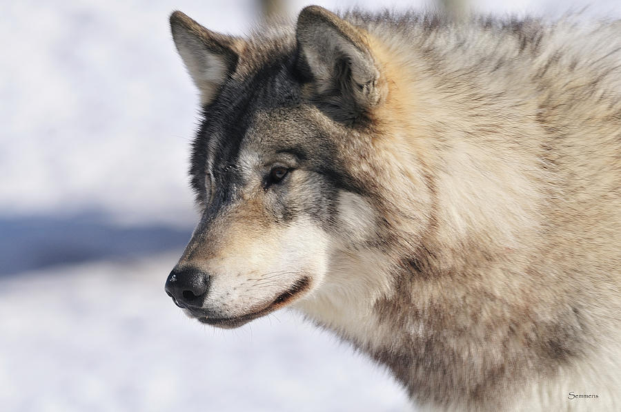 Wolves Photograph - Zoo Wolf 10 by Gordon Semmens