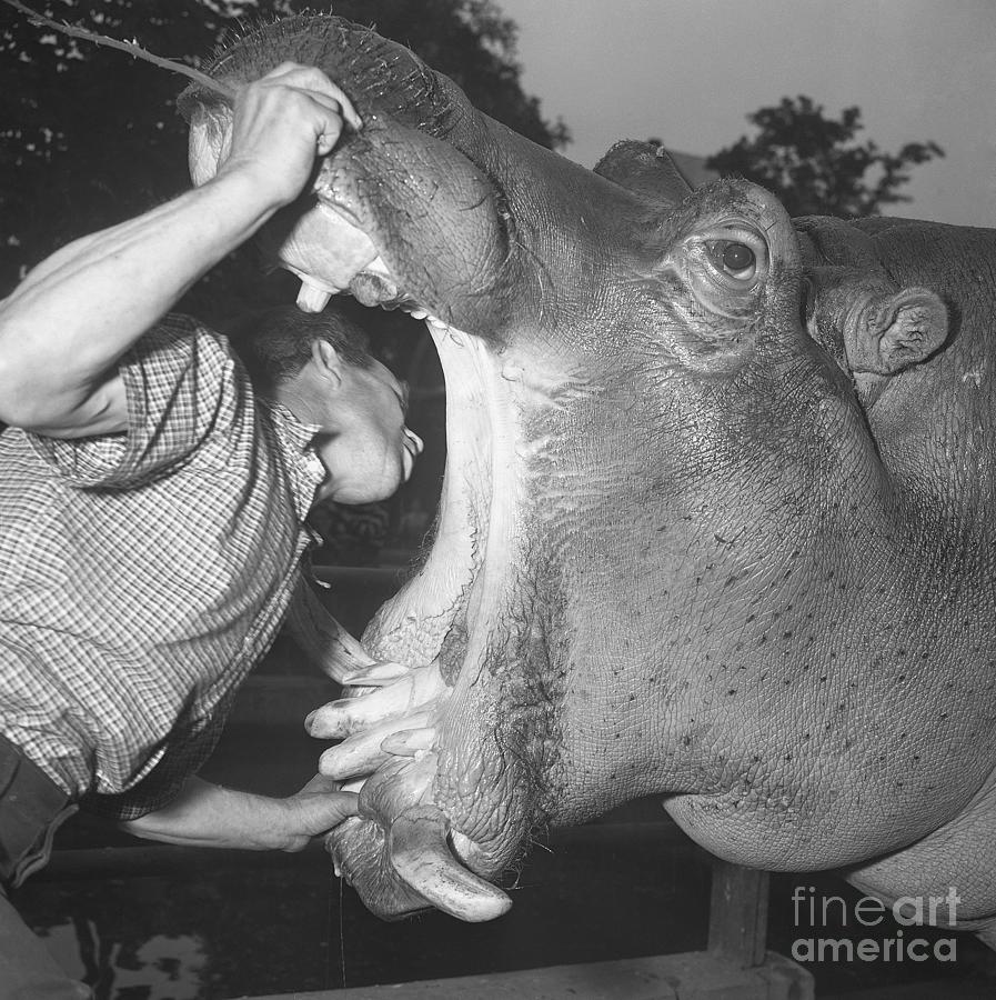 Zookeeper Examines Hippos Mouth Photograph by Bettmann