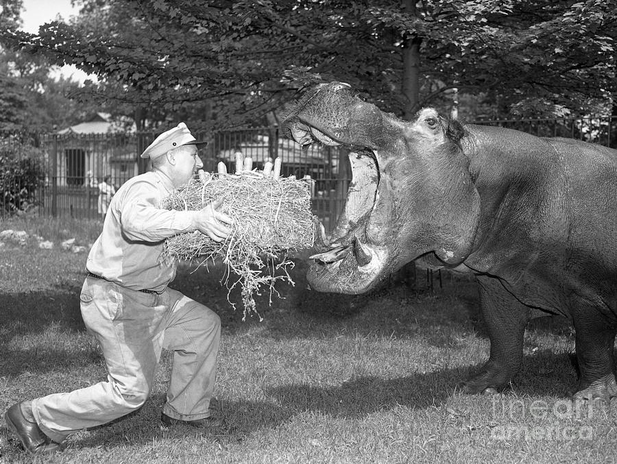Zookeeper Giving Hippo Bundle Of Hay Photograph by Bettmann