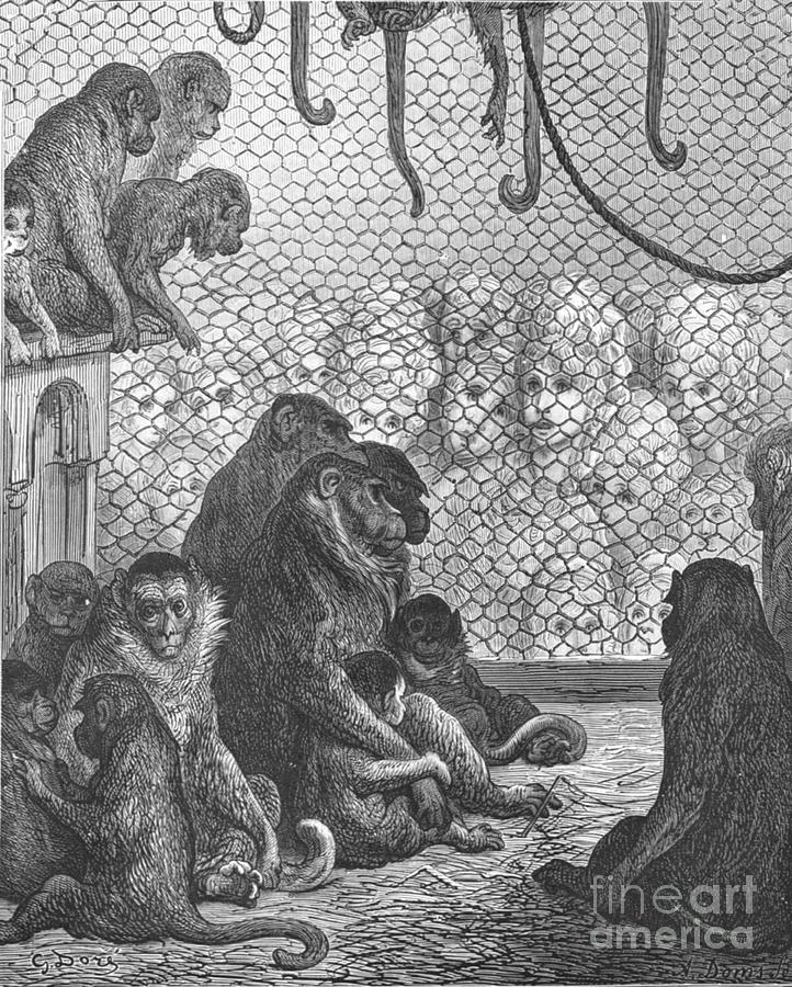 Zoological Gardens - The Monkey House Drawing by Print Collector Zoological Gardens - The Monkey House Drawing by Print Collector