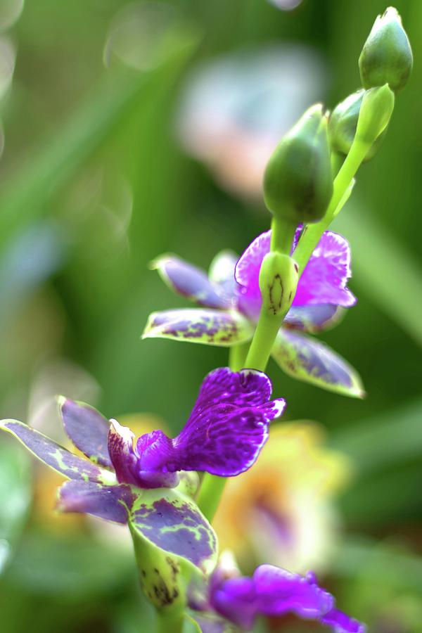 Zygopetalum Advance Australia Orchid II Photograph