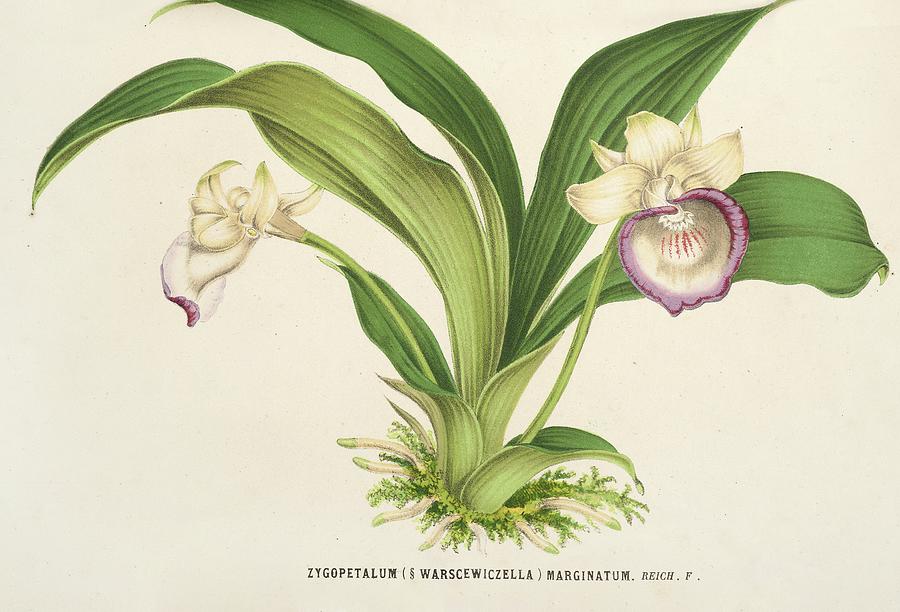 Zygopetalum Painting by Charles Antoine Lemaire - Fine Art America