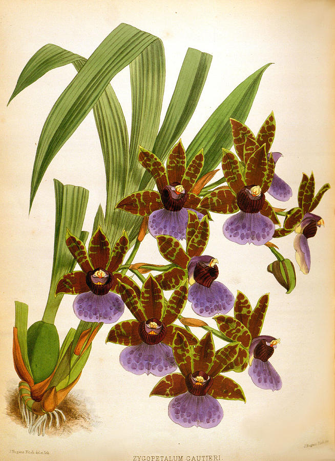 Zygopetalum Gautieri Vintage Lindenia Orchid by Jean Jules Linden Zygopetalum Gautieri Vintage Lindenia Orchid by Jean Jules Linden