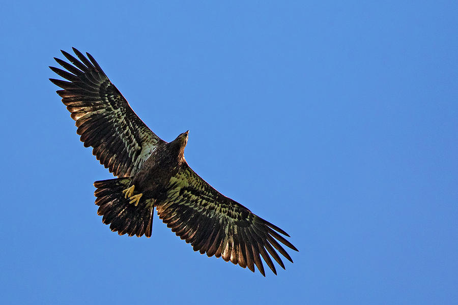 ' 1st Year Bald Eagle ' Photograph by David Lipsy - Fine Art America