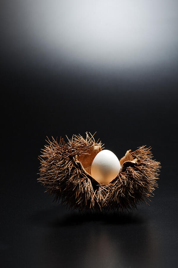  Egg In The Chestnut Bur Photograph by Yuji Sakai