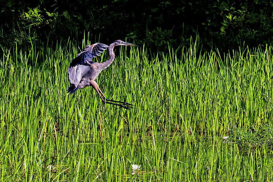 ' Great Blue Heron Landing ' Photograph by David Lipsy Pixels