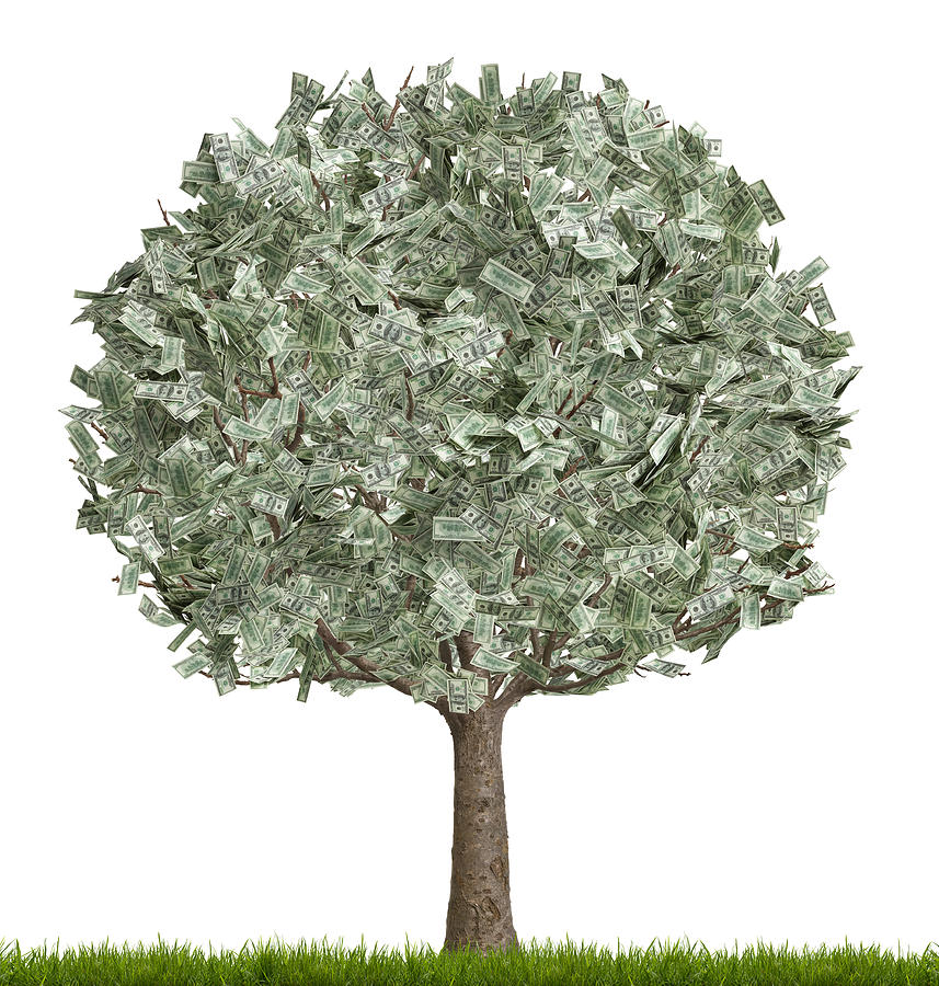  Money tree, full, white background Photograph by Don Farrall