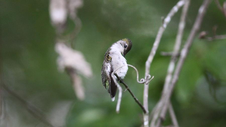 ,, Ruby-throated Hummingbird   1078-1 , Photograph