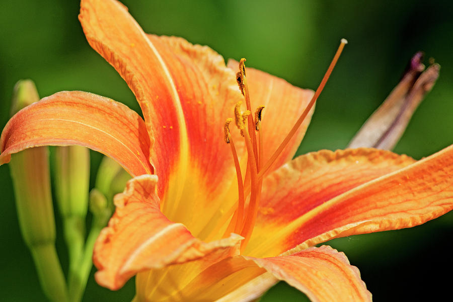 ' Wild Day Lilly ' Photograph by David Lipsy - Fine Art America