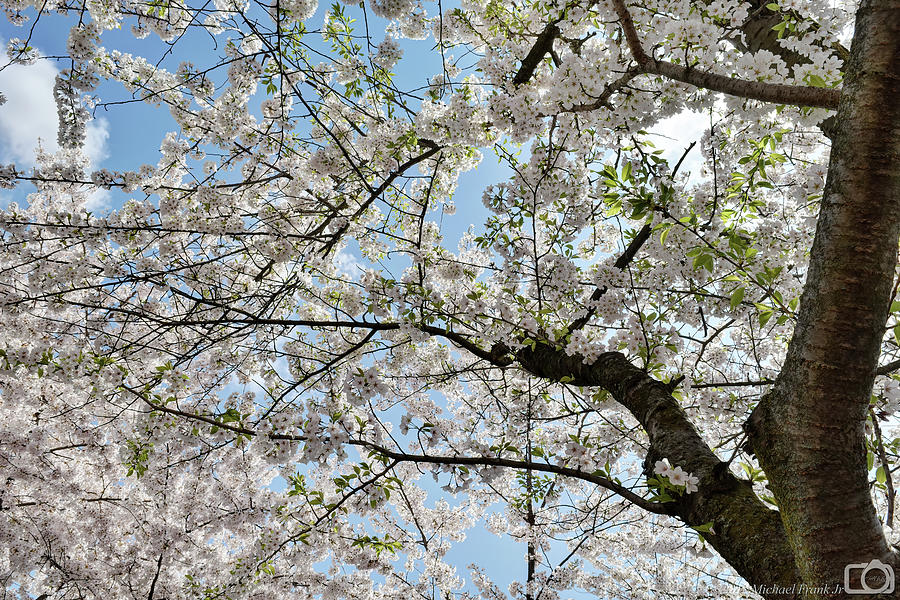 001 CHERRY BLOSSOMS at THE JAPANESE GARDENS APRIL 2023 Photograph by ...