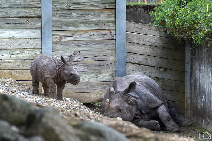 002 Baby Rhino And Mama Photograph