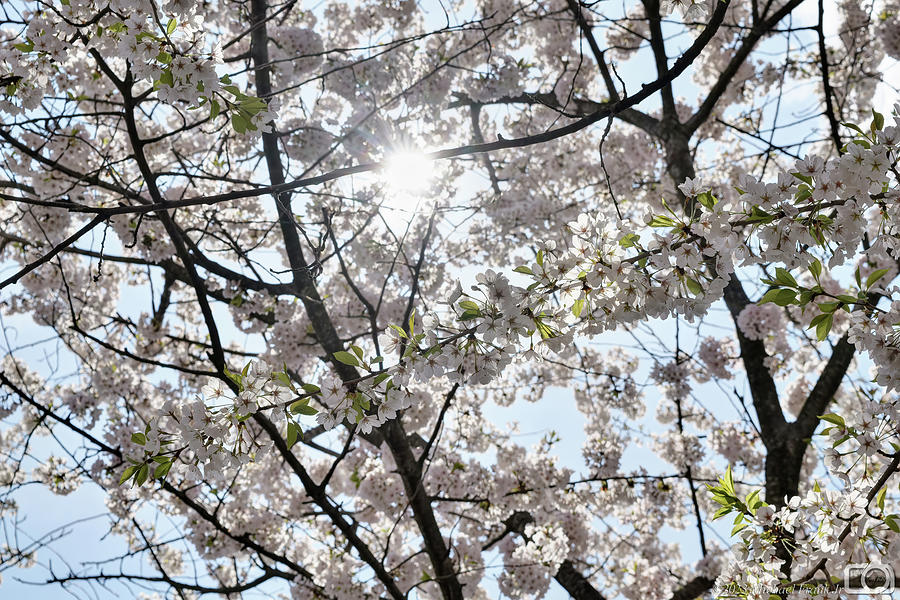 003 Cherry Blossoms At The Japanese Gardens April 2023 Photograph By 