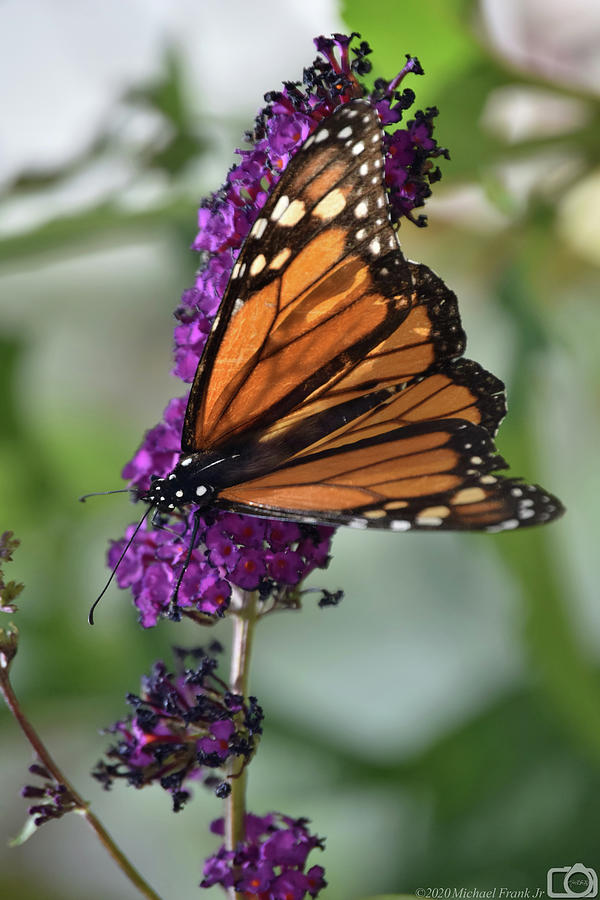 0047 Busy Butterflies Photograph by Michael Frank Jr - Fine Art America