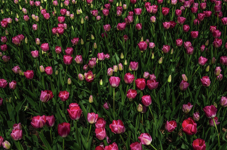 01 Tulip Time, Pella, Iowa Photograph by David Mohn Fine Art America