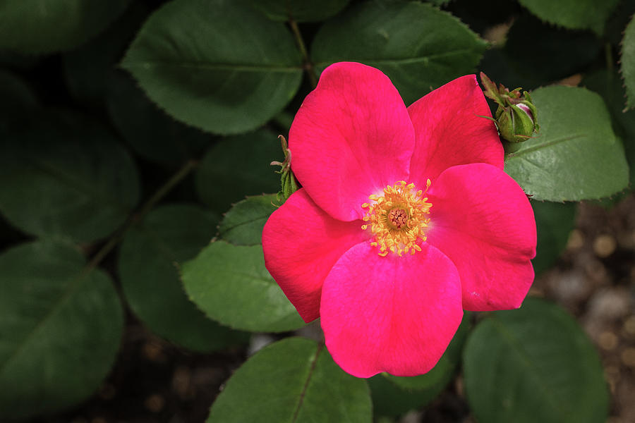 02.2019-5 PINK HOME RUN ROSE Color Photograph by M K Miller - Fine Art ...