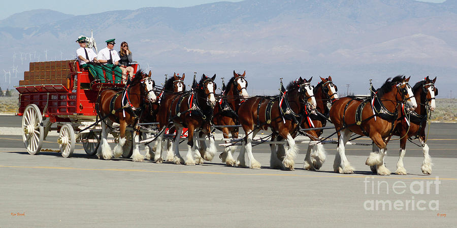 Clydesdales Horses with Budweiser Beer Cargo Photograph by Kenny Bosak