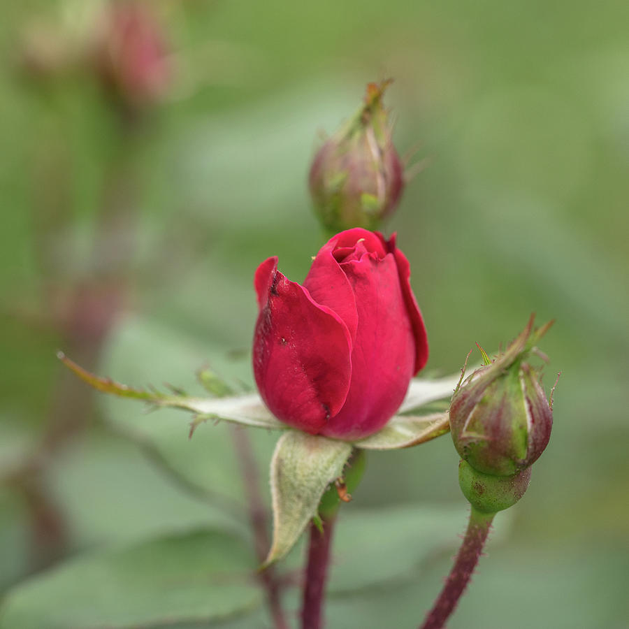 0501 .2018 Double Knockout Rose in Color Photograph by M K Miller ...