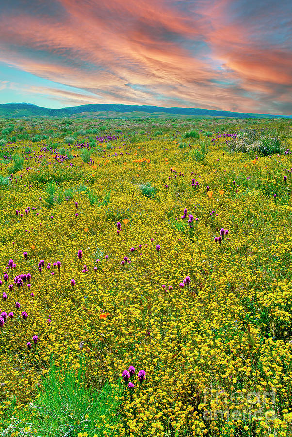 Wildflowers Galore Vertical Photograph by David Zanzinger