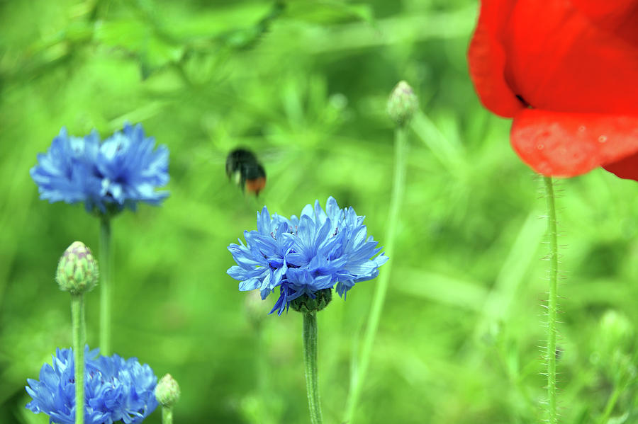  HESWALL. Wirral Country Park. The Cornflower, The Poppy And The Bee.. Photograph by Lachlan Main