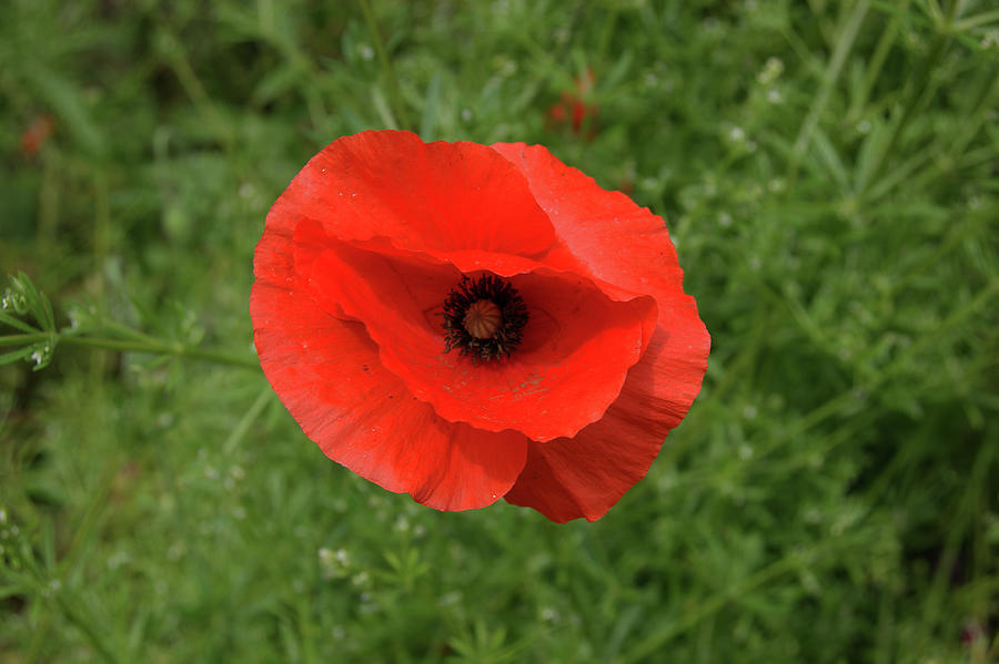 HESWALL. Wirral Country Park. Single Poppy. Photograph by Lachlan Main