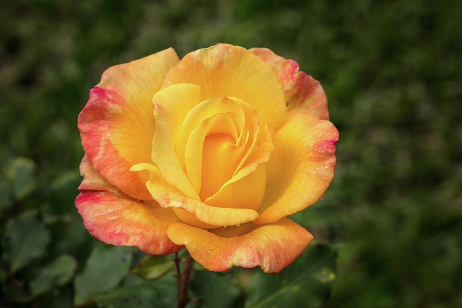 07.2019-8 Rio Samba Rose in Color #072019 Photograph by M K Miller