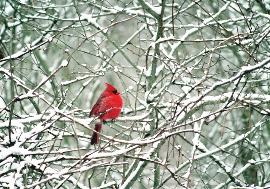 Cardinal Photograph - 080806-25 by Mike Davis