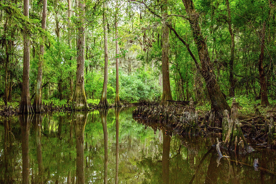 091 .1861 Caddo Lake in Color Photograph by M K Miller - Fine Art America