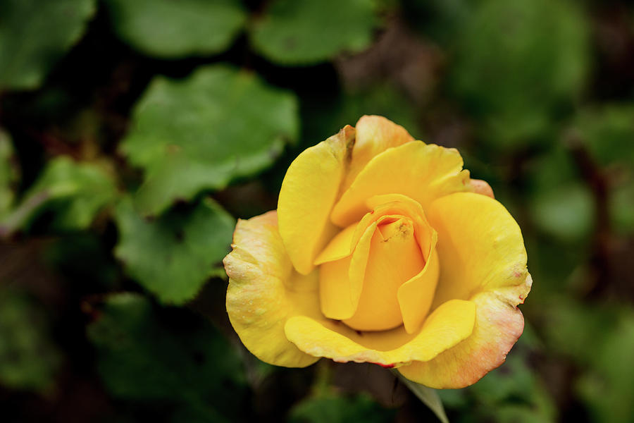 09.2019-8 Rio Samba Rose in Color Photograph by M K Miller - Pixels