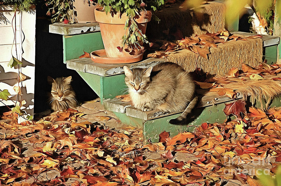 0utdoos Cats Sunning Themselves  Photograph by Elaine Manley