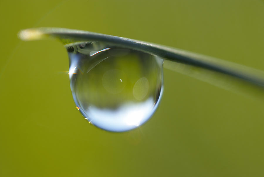  Dew drop on a blade of grass. #1 Photograph by Don Farrall