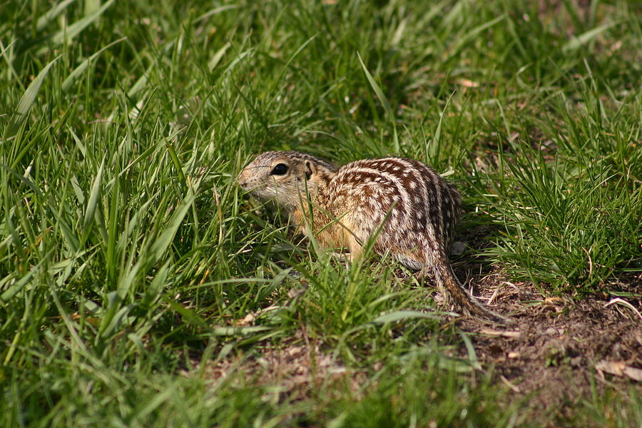 13-lined Ground Squirrel Photograph by Callen Harty | Fine Art America