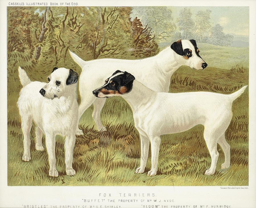 19th Century Coloured Prints Of Breeds Of Dogs Painting By Arpina Shop   1 19th Century Coloured Prints Of Breeds Of Dogs Arpina Shop 