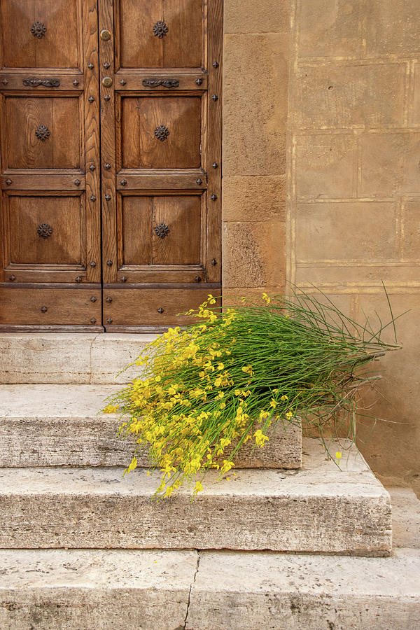Spanish Broom Photograph by Kathleen Lattimer
