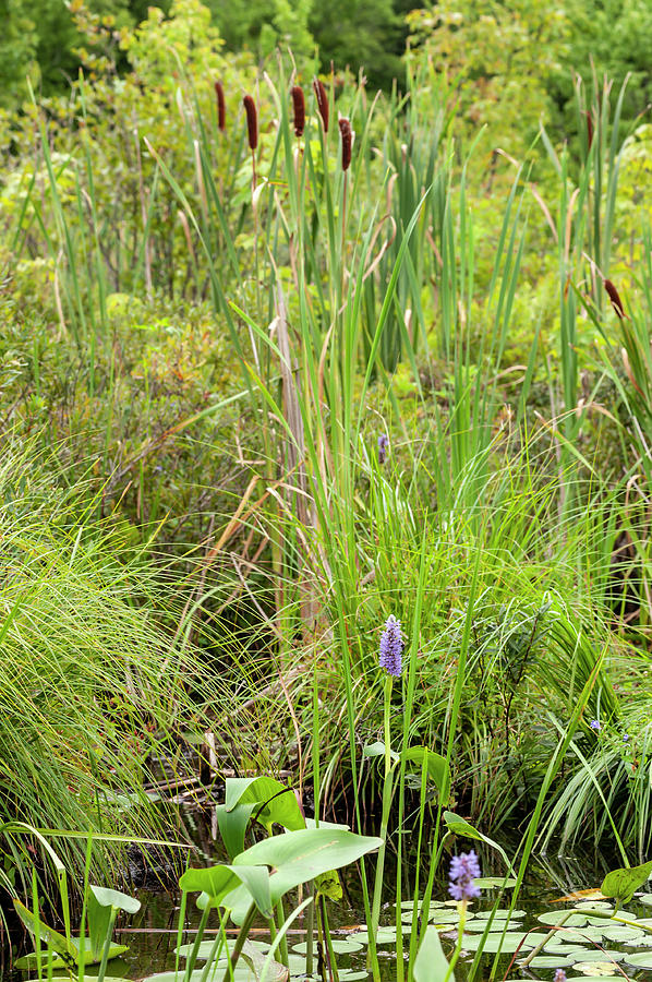 201808120-017 Pickerelweed and Cattails #1 Photograph by Alan Tonnesen
