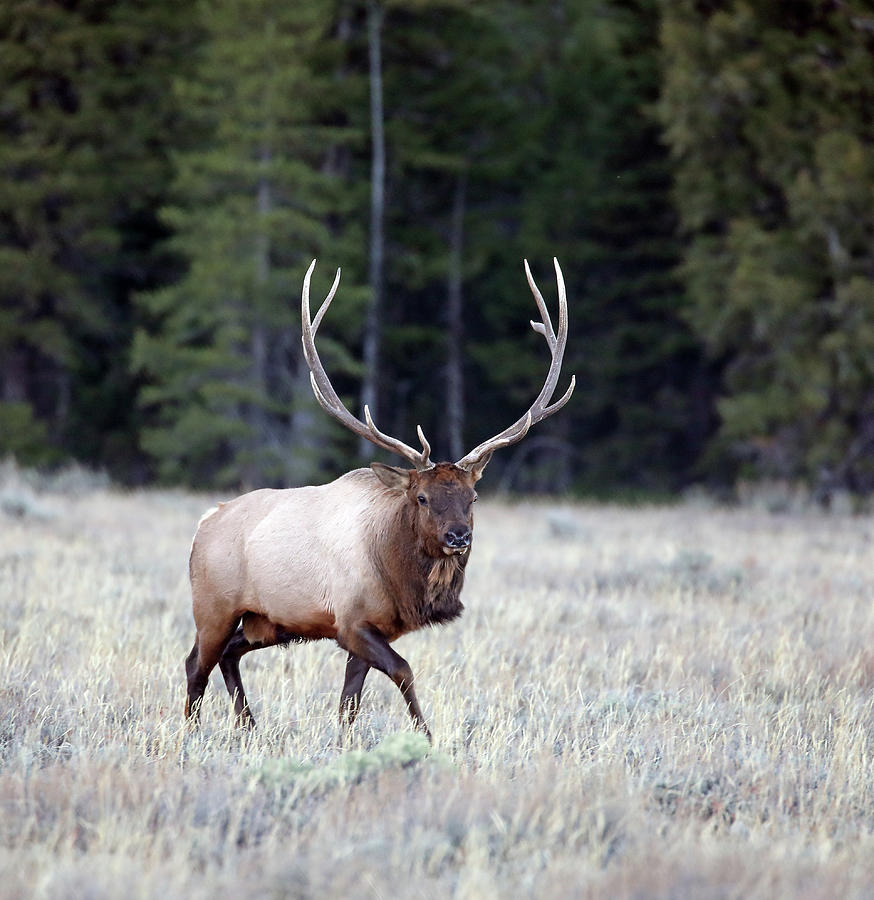 2020 Bull Elk #1 Photograph by Jean Clark