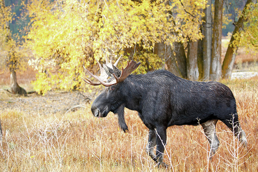 2021 Bull Moose Seven #1 Photograph by Jean Clark