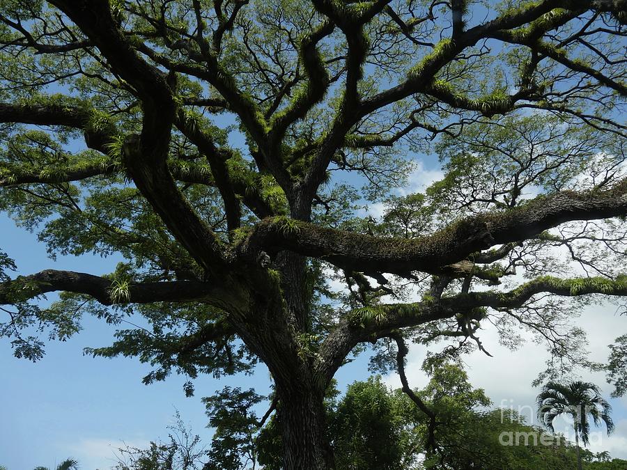 400-year Old Saman Tree  #1 Photograph by On da Raks
