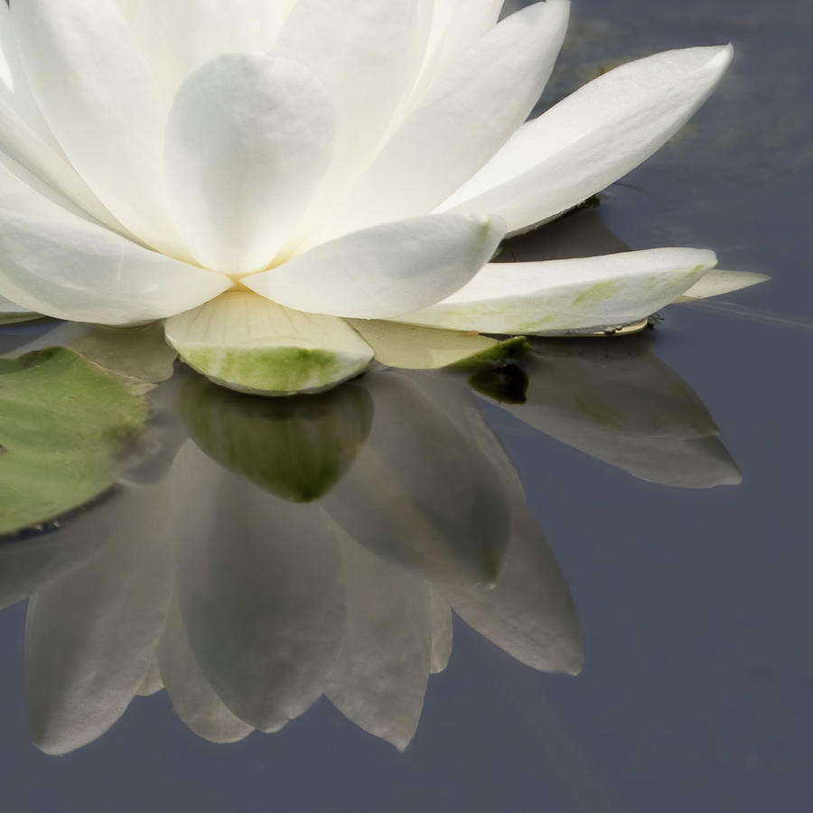 7051 Lotus Flower Reflections #2 Photograph by Darshan Nohner Photography