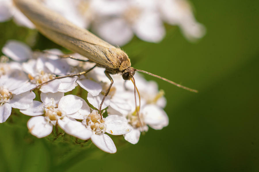 A brown bug enjoying flower nectar #2 Photograph by Maria Dimitrova