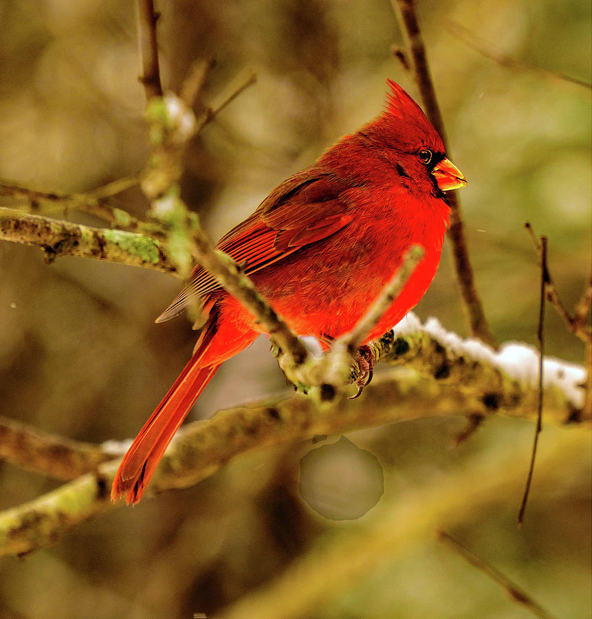 A Cardinal in January #1 Photograph by John Harding