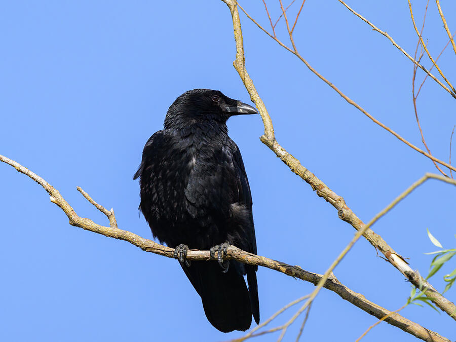 A carrion crow sitting on a small branch #1 Photograph by Stefan Rotter ...