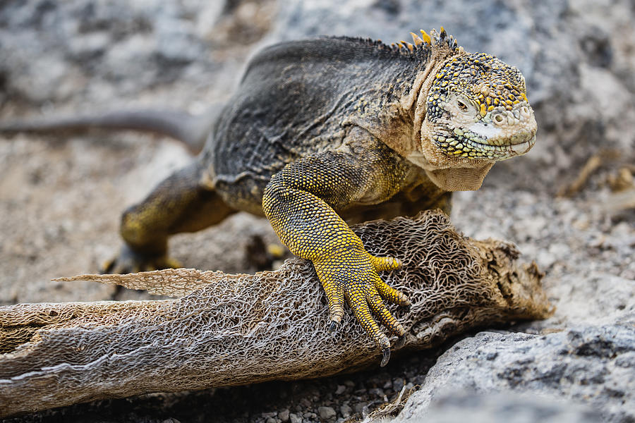 A close-up of a Galapagos land iguana #1 Photograph by Jami Tarris