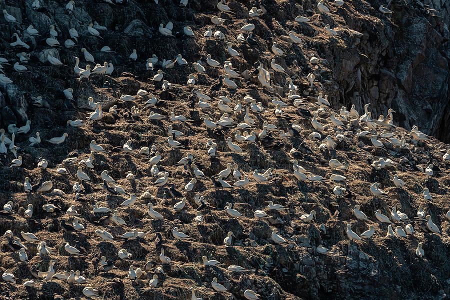 A Colony Of Northern Gannets On A Sunny Day In Summer Photograph