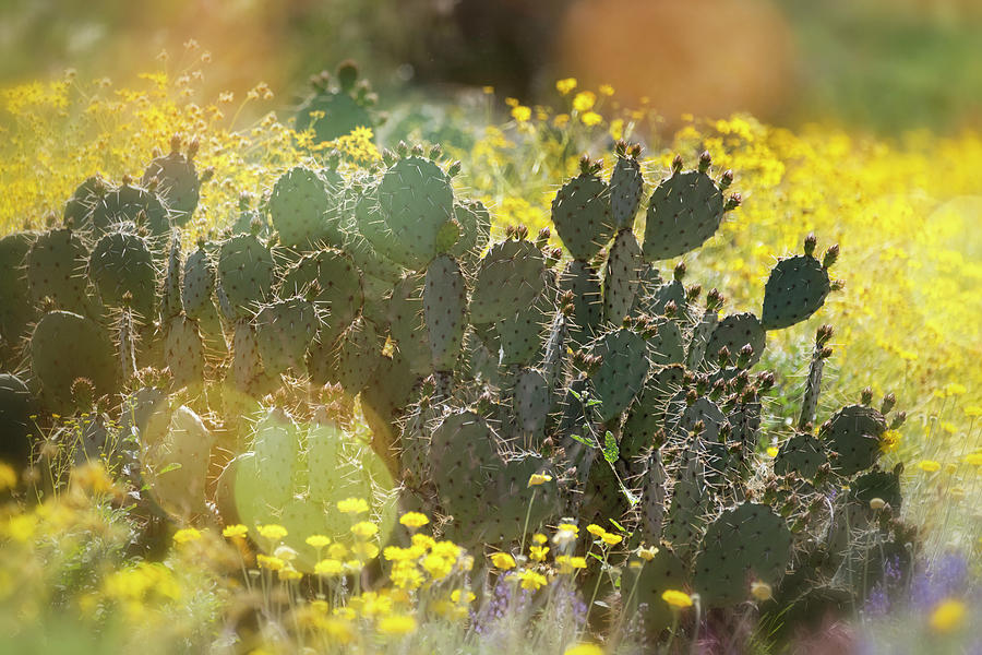 A Desert Spring Morning  #1 Photograph by Saija Lehtonen