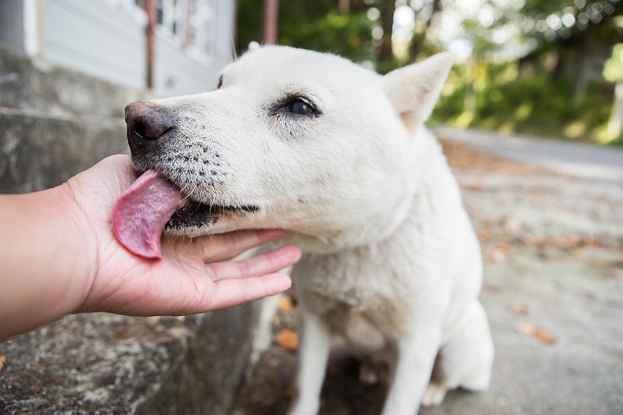 A dog that licks the owners hand #1 Photograph by Taiyou Nomachi